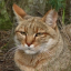wildcatpaws