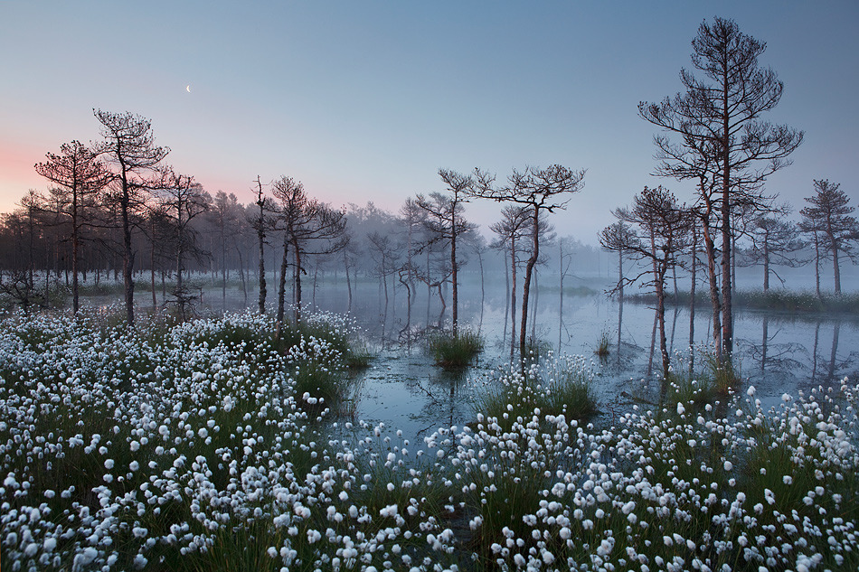 sci-universe:  The magical bogs of Estonia  Image credit from the top (please don’t