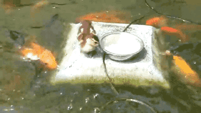 untexting:gifsboom:Little Duck Feeding The Fish.this is amazing