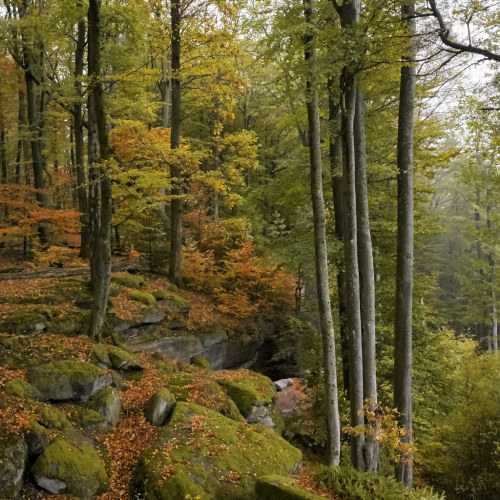 wanderthewood: Palatinate Forest, Rhineland-Palatinate, Germany by Dao De Leitz