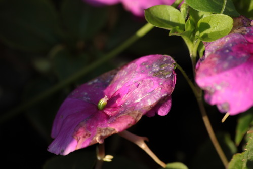 unedited rotten flower