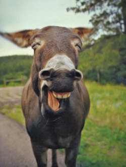 Happy donkey