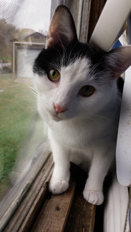 wonderful-world-of-yaoi-shipping: Took a mini photo shoot of my cat. In a window. Look at him pose!!