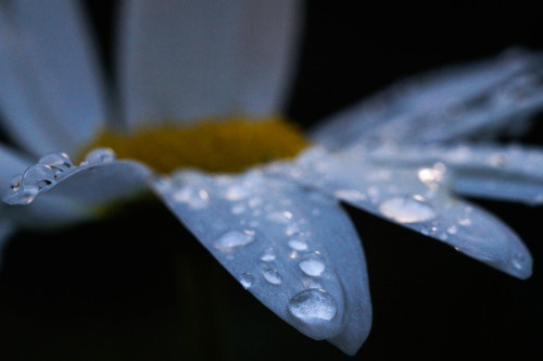 fadeeffk:Morning dew in the Ural forest
