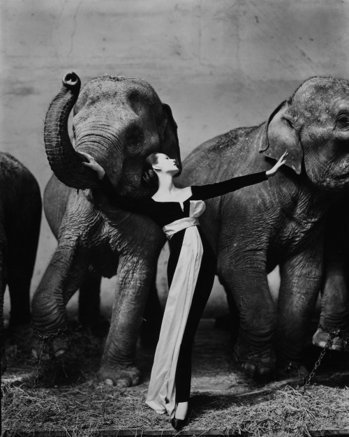 onlyoldphotography:Richard Avedon: Dovima with Elephants, Evening dress by Dior, Cirque d’Hiver, Par