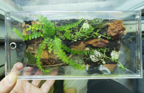 Welcomed some new critters today– some millipedes!! They’re giant millipedes, they should get 