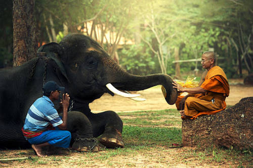 mvtionl3ss: Monk and man with young elephant.Photo by Sutiporn Somnam