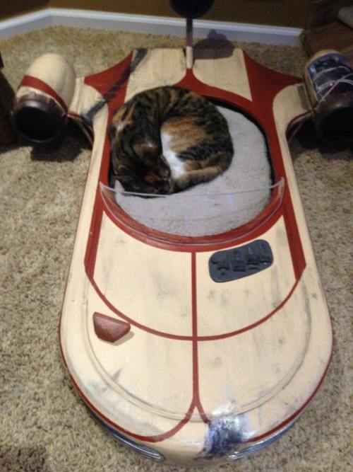 catsbeaversandducks:&ldquo;Meow the Force be with you.&rdquo;Photos by ©Roxy’s Dream