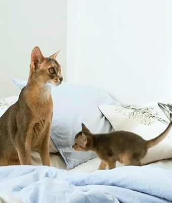 fluffygif:    virinka on ig