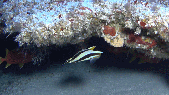noaasanctuaries:Happy New Year from your National Marine Sanctuary System! 