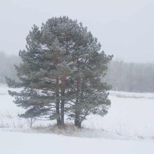 highways-are-liminal-spaces: Moodboard for winter in the north woods of Minnesota for @viridianchron