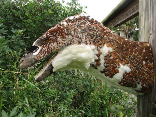 bookrat:Deinonychus bust made with chicken feathers