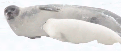 seafolklore:  Harp seals [x] 