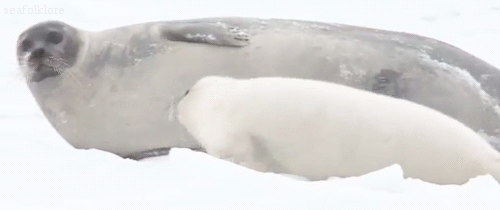 seafolklore:  Harp seals [x]  porn pictures