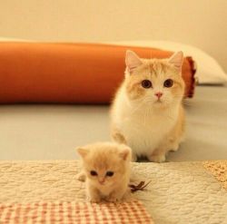 cute-overload:  Mama cat and tiny baby kittenhttp://cute-overload.tumblr.com source: http://imgur.com/r/aww/MremUGr