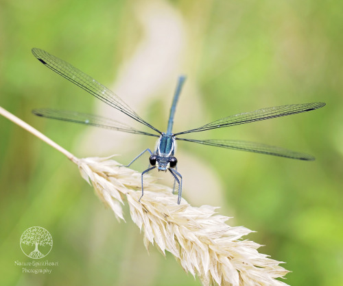 Damselfly by NatureSpiritHeart Photography