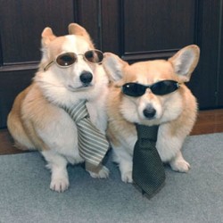 constantrambler:  Because who DOESN’T love a #corgi in a tie?? #cute #dog #funny #lol 