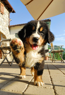 awwpics-org:  Puppy says hello