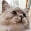 cutekittymiasma
