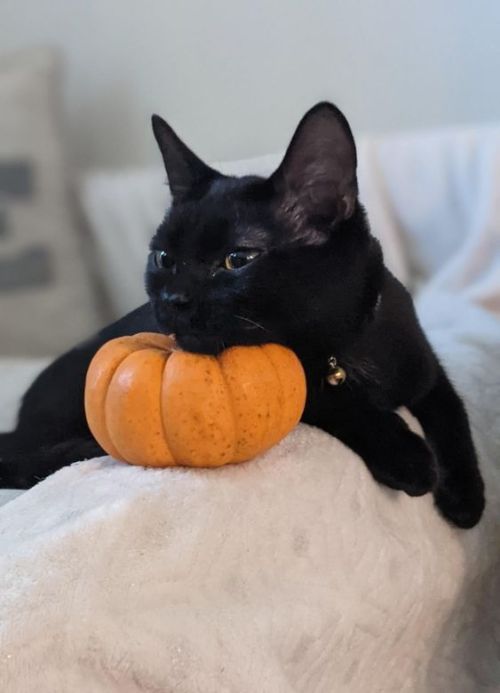 ♡ Cats Are Ready For Halloween ♡