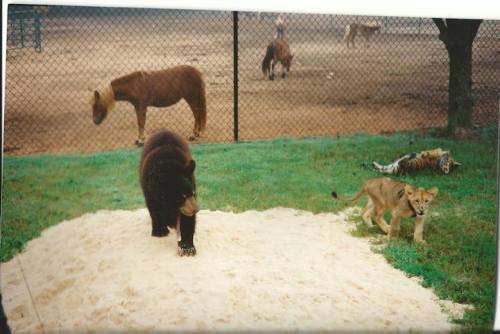 mymodernmet:Amazing Friendship Between a Bear, Lion, and Tiger Who All Live Peacefully Together