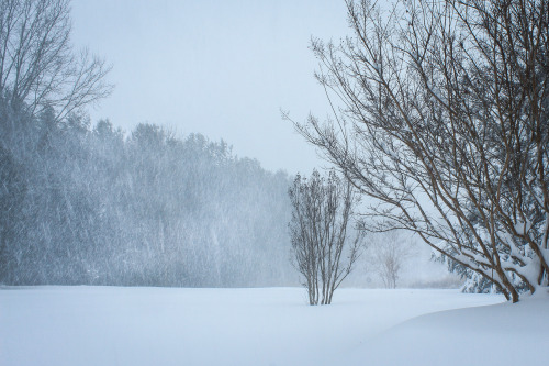 gardenmuse: Scenes from winter storm Jonas in our part of the world.   Snow fell for a sol