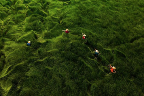 nubbsgalore: veitnamese farmers harvest water chestnuts in fields of blowing waves of grass (x)