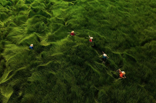 veitnamese farmers harvest water chestnuts in fields of blowing waves of grass (x)