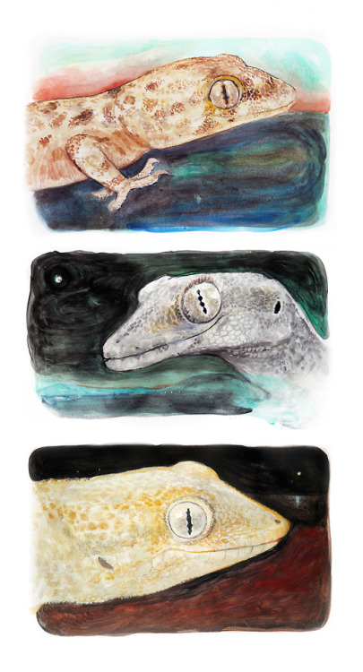 I painted three watercolours of Mediterranean gecko species. From top to bottom, they are:Hemidactyl