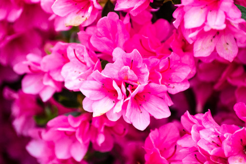 Azaleas by LivvyloveFollow our Life and Adventures at StefanieandAdam.com