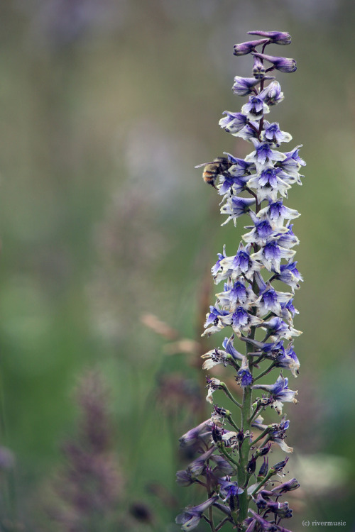 Tall Mountain Larkspur (Delphinium occidentale) and a Friend :)by riverwindphotography, August 2017