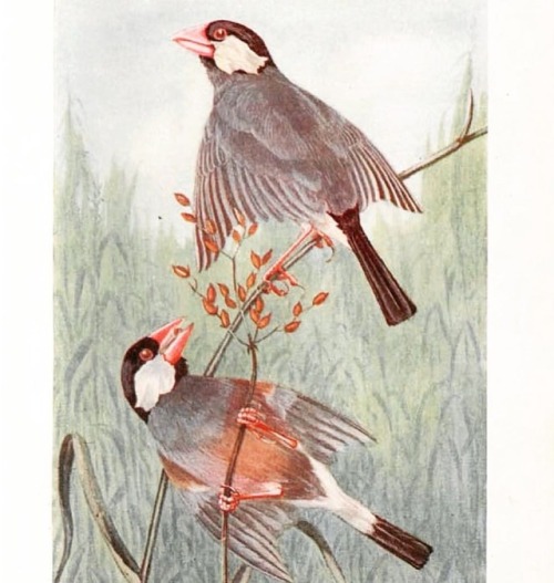 Java sparrow (Lonchura oryzivora) from the first published book on the birds of Singapore: &ldqu