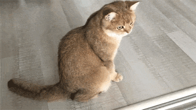 catgifcentral: Playing Dead