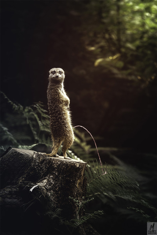 Busted…the look of an meerkat busted doing his business.Naah, it´s and old photo of mine of a