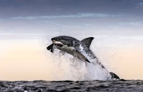 nubbsgalore:  sharks can fly. photos by (click porn pictures