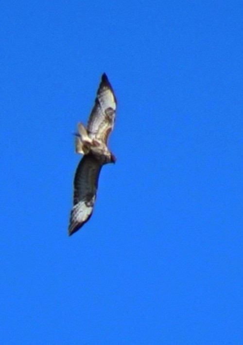 Une série sur les aigles, buses et autres grands rapaces diurnes&hellip; Là, ils sont en liberté !- 