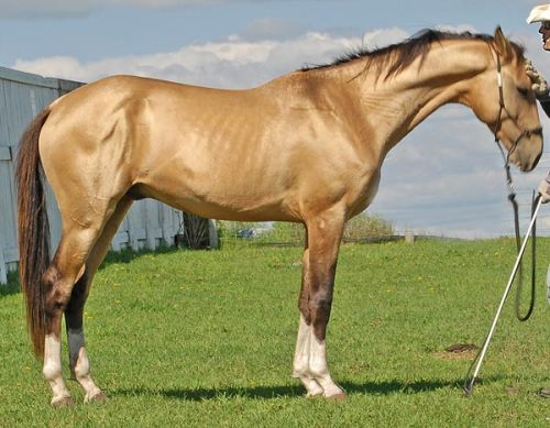 amazing akhal-teke horse