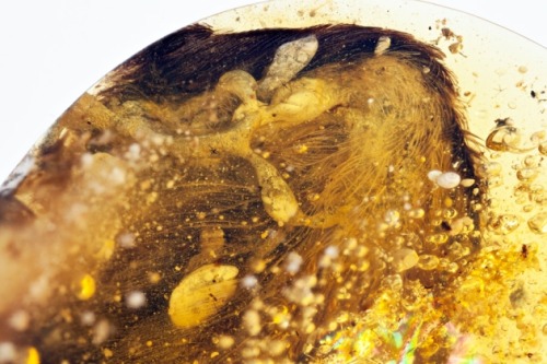 currentsinbiology: Bird wings trapped in amber are a fossil first from the age of dinosaurs Two tiny