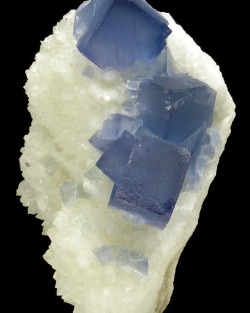 geologypage:  Fluorite, Quartz | #Geology #GeologyPage #Mineral  Locality:  Blanchard Mine, Bingham, New Mexico, USA Size: 7.5 x 4.5 x 3.0 cm  Nice specimen of sharp fluorite crystals in deep, blue color on white quartz matrix.  Photo Copyright © Spirifer