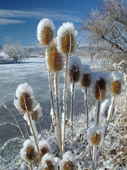 music-is-my-religion-yes:  Winter…Snowy Thistle’s Visit betterphoto.com 