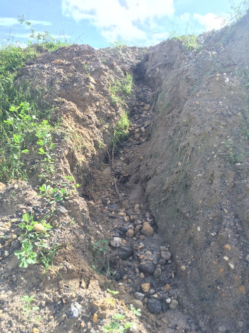 martianhippy: Monday we went to a phosphate mine. I pocketed some samples of conglomerates, breccias