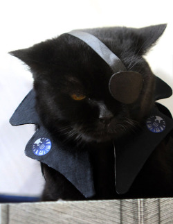 superwolfavengewholock:  It’s a fucking Nick Furry cosplay cat. 