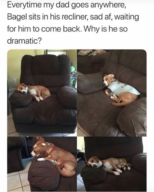 animalsnaps:  So much drama 😂