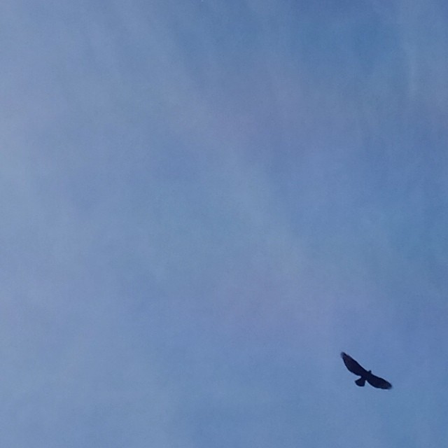 A Black Eagle in flight above the waterfall at the Walter Sisulu Botanical Gardens. The eagles are a famous feature of the gardens, nesting on the cliffs and soaring high in search of prey. Their territory has been severely compromised by...