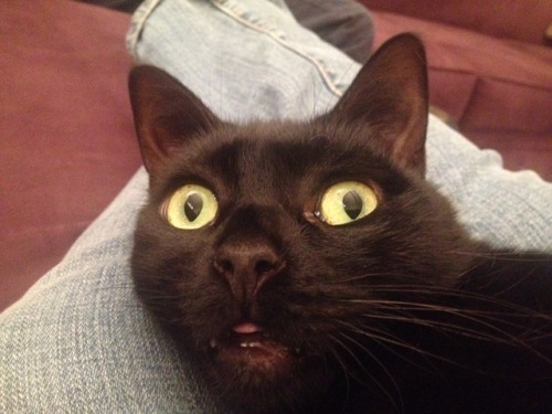 kawaiirostam:my cats so fucking weird she was purring the whole time but her face looked like this