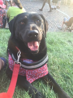 handsomedogs:  Here’s Moonshoes Lucy’s “Sunray Sunday” picture from Artscape yesterday! She was relaxing while Reverend Peyton played in the background.