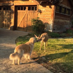 shermarr:  Magic happened on my front lawn a couple weeks ago. Life is beautiful! 