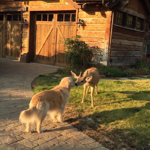 shermarr:Magic happened on my front lawn a couple weeks ago. Life is beautiful!