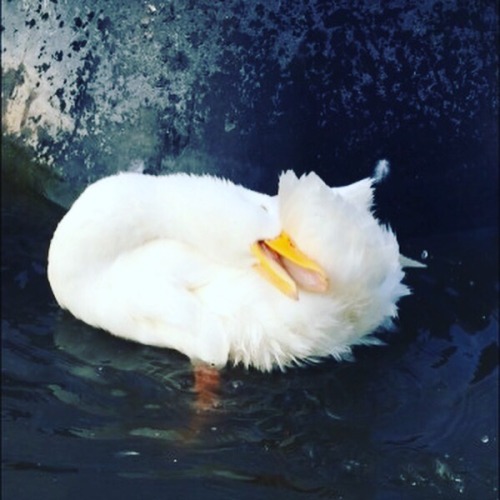 Look at this duck