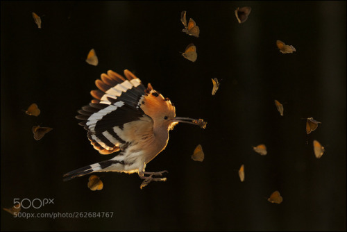 Hoopoe by info373